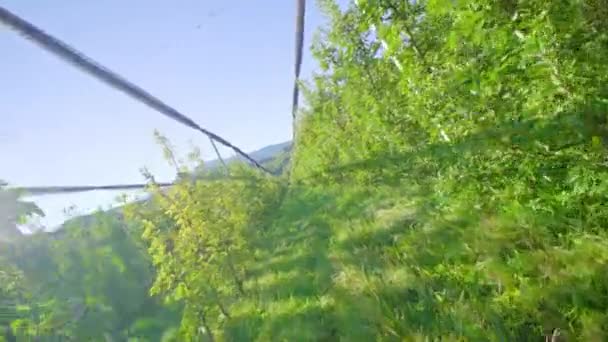 Lange gangpad strekt zich uit tussen appelbomen gekweekt op plantage — Stockvideo