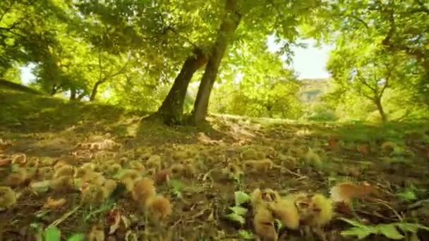 Kastanjefrukter faller från träd och ligger på marken i gräs — Stockvideo