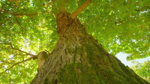 Mossbelagd bark av gammalt kastanjeträd i nationalparken — Stockvideo