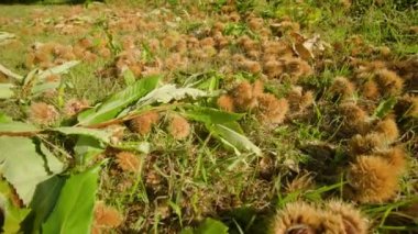 Dikenli tatlı kestaneler ağaçtan düşer ve çimenlerin arasına uzanır.