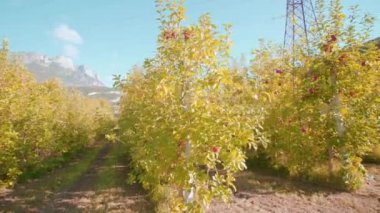 Sonbaharda büyüyen elma ağaçları arasında uzun koridorlar