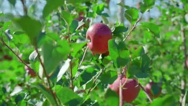 Rijpe rode appels hangen aan boomtakken die groeien in boomgaard — Stockvideo