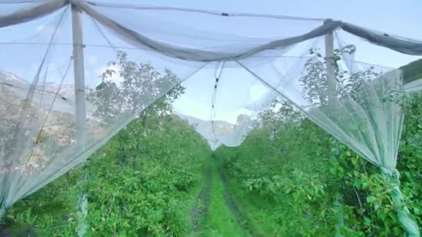 白色的保护网散布在一排排长长的苹果树上 — 图库视频影像