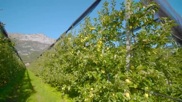 Estreito corredor estende-se entre fileiras de macieiras amarelas — Vídeo de Stock