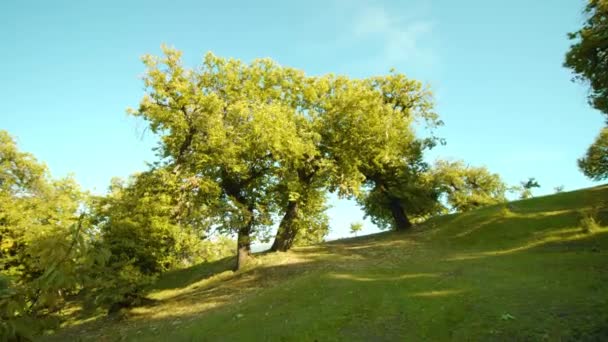 Träd växer på sluttningen under starkt solljus i nationalparken — Stockvideo