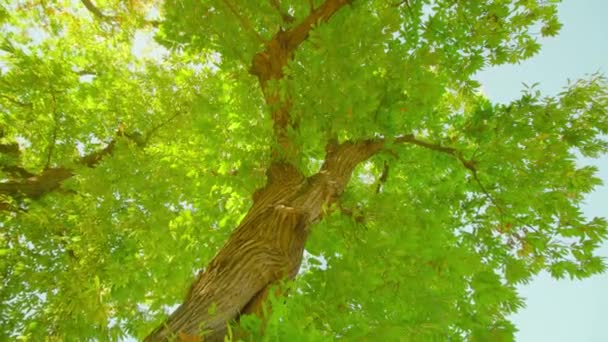 Krone und Stamm des hohen Kastanienbaums unter hellem Sonnenlicht — Stockvideo