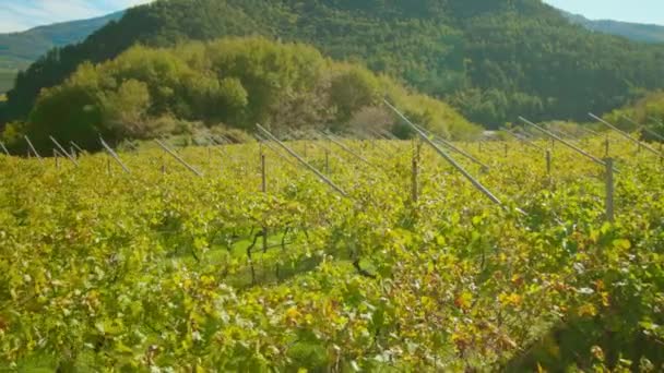 Viñas de uva con hojas amarillas crecen en viñedo del valle — Vídeos de Stock