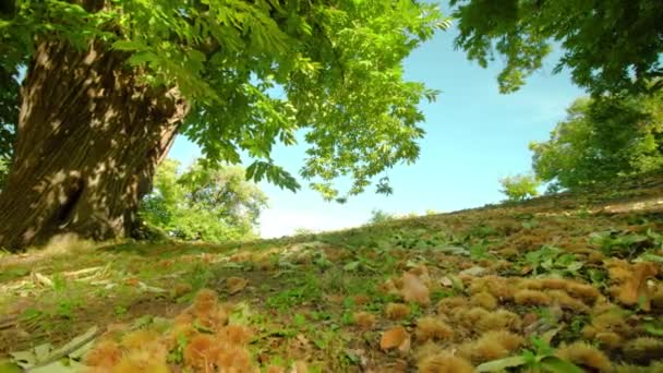 Kasztany w łupinkach leżą na ziemi między liśćmi i trawą — Wideo stockowe