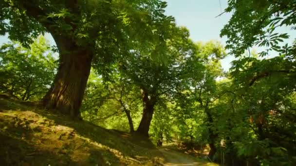 Skugga från kronan av kastanjeträd faller på ängen i parken — Stockvideo