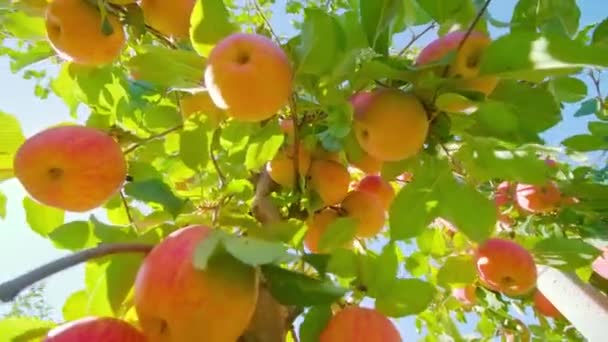 Zralá oranžová jablka visí na větvích stromů proti modré obloze — Stock video