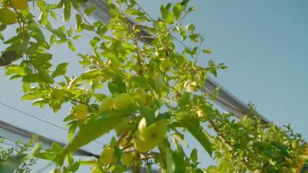 Az érett gyümölcsös almaágak háló alatt lógnak a drótokon — Stock videók