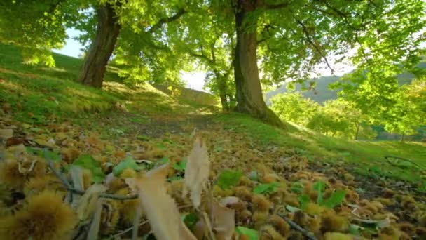 Dolci Frutti Castagno Gusci Spinosi Trovano Mucchio Sotto Albero Ombra — Video Stock