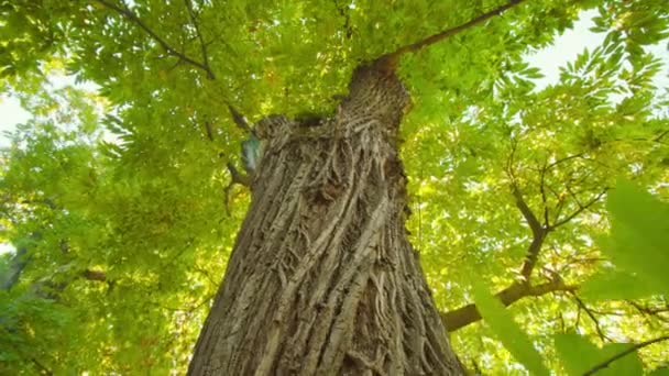 国家公园绿树成荫 绿冠宽 长满了面包皮的老甜栗树高树干低角芽 — 图库视频影像