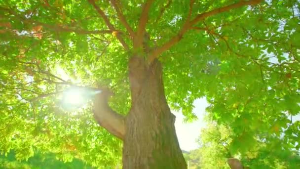 Parlak Güneş Işığı Kalın Kabuklu Tatlı Kestane Ağacının Dallarında Yeşil — Stok video