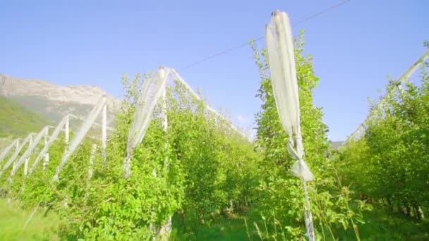 Rows Harvested Apple Trees Green Leaves Grow Fixed Metal Poles — Stock Video