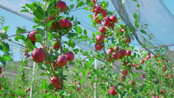 Reifes Obst hängt an Ästen von Apfelbäumen im Obstgarten unter Netz — Stockvideo