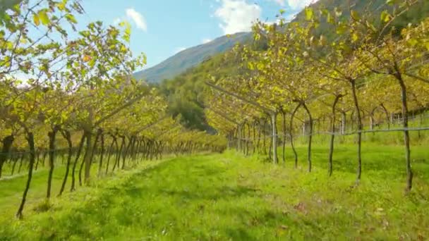 Szeroka Trawa Rozciąga Się Wzdłuż Rzędów Winorośli Żółtymi Jesiennymi Liśćmi — Wideo stockowe