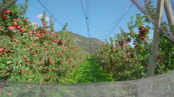 Травяная дорожка тянется между яблонями с красными фруктами — стоковое видео