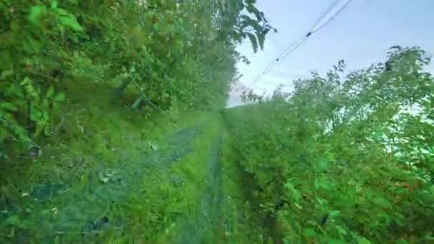 Rasenweg erstreckt sich entlang von Apfelbaumreihen auf Plantage — Stockvideo