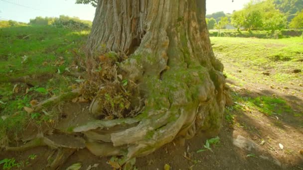 Широкие корни крепкий ствол и зеленая корона каштана — стоковое видео