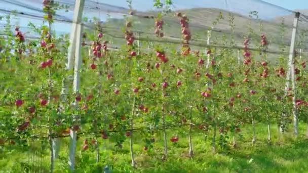 Плоды висят на ветвях яблони в саду под сеткой — стоковое видео