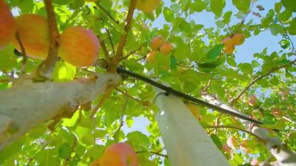 Lezzetli elmalar ağaçta yetişiyor. Kabloya ve tahta direğe sabitlenmiş. — Stok video