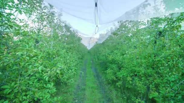 Smalle weg tussen appelbomen die groeien onder een beschermend net — Stockvideo