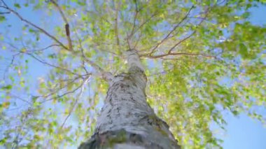 Mavi gökyüzünün altında yeşil yapraklı huş ağacının geniş tacı