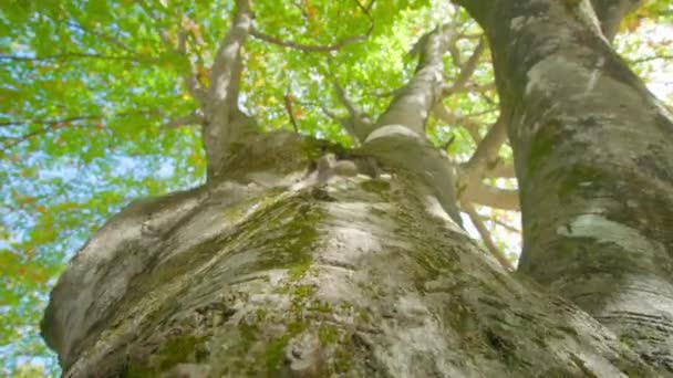 Berkenboomstam bedekt met mos en groene bladeren in het park — Stockvideo