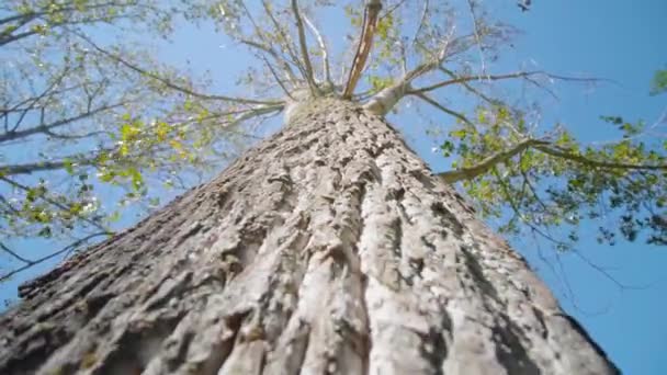 Hoge berkenboom met dikke schors en lange dunne takken — Stockvideo