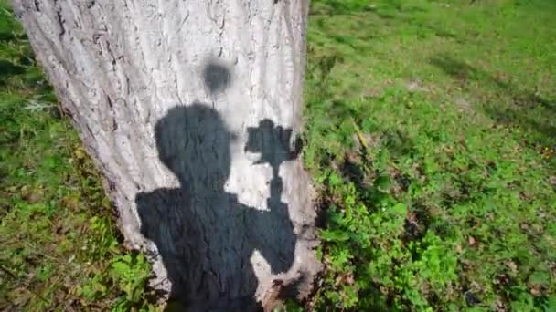El operador hombre mueve la cámara en el tronco del árbol del trípode y películas — Vídeos de Stock