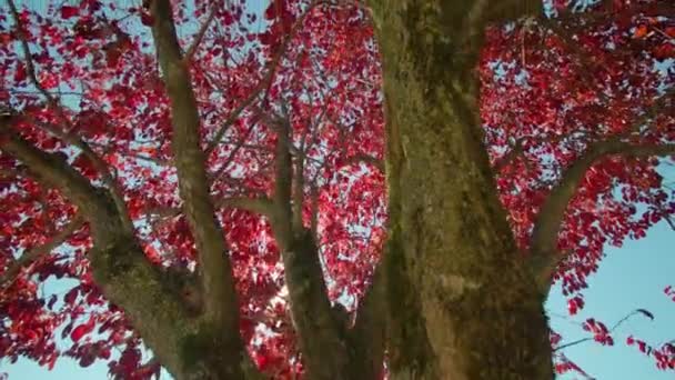 Rode bladeren van decoratieve appelboom bij fel zonlicht — Stockvideo