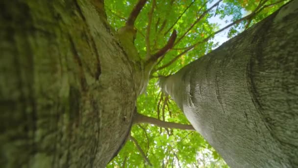 Gladde stammen van hoge berken bomen groeien in het nationale park — Stockvideo
