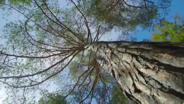 Oude berken groeien tussen bomen met grote kronen in het park — Stockvideo