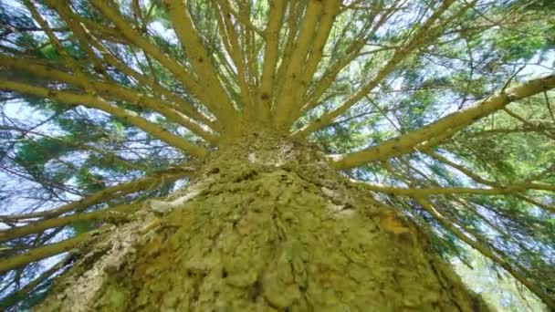 Embosselé écorce de tronc de pin avec de fines branches dans le parc — Video