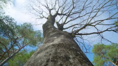 Milli parkta çatalsız dalları olan huş ağacı.