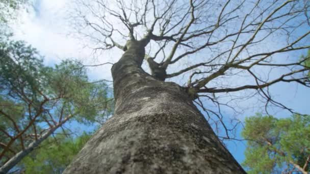 Berkenboom met gevorkte bladloze takken in nationaal park — Stockvideo