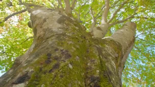 Hoge berkenboomstam bedekt met mos onder de blauwe hemel — Stockvideo