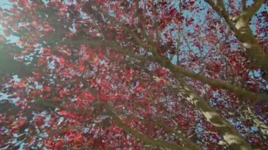 Dekoratif elma ağacının kırmızı yapraklı çatallı dalları.