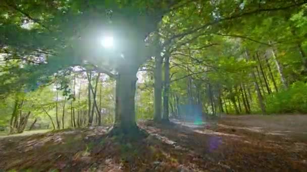 Berkenbomen met brede kronen in het park aan de achterzijde zonlicht — Stockvideo