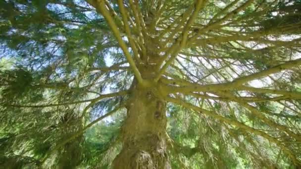 Pin aux branches minces et au tronc épais élevé dans le parc — Video