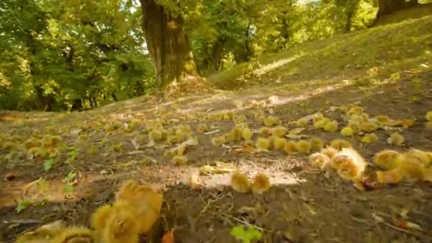 Dojrzałe kasztany spadają z drzewa i leżą na ziemi w pobliżu liści — Wideo stockowe
