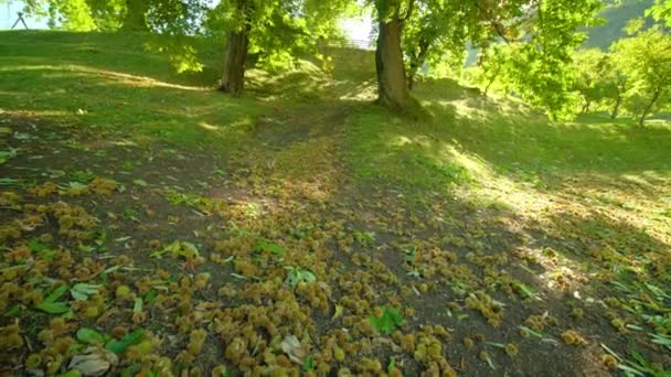 Каштани в колючих мушлях лежать на пагорбі серед листя на траві — стокове відео