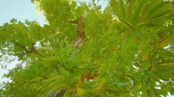 Weite grüne Krone der Edelkastanie unter hellem Sonnenlicht — Stockvideo