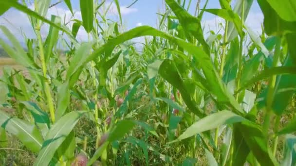 Ряды кукурузных растений колеблются под голубым небом при солнечном свете — стоковое видео