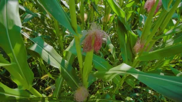 Huerto con mazorcas de maíz creciendo en plantación — Vídeos de Stock