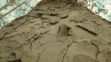 Sonbaharda parkta büyüyen kabartmalı eski ağaç kabuğu.