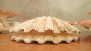 Canlı bivalf yumuşakçaları parlak stüdyo odasında pembe kabuk açar