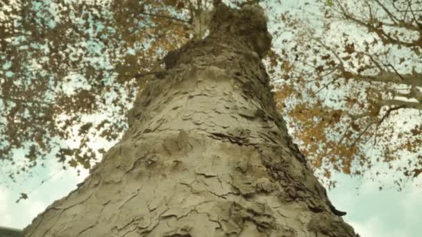 Högt träd med präglad bark och långa grenar på hösten — Stockvideo