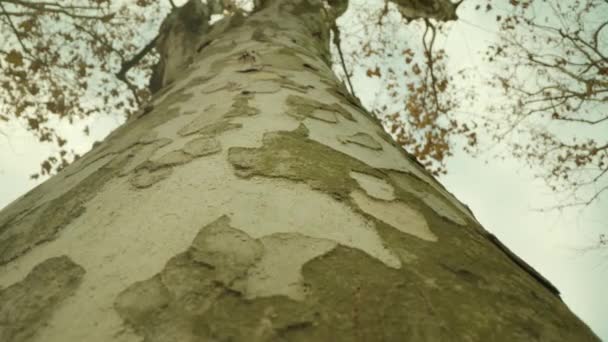 Birkenstamm mit dünnen Ästen und vergilbten Blättern — Stockvideo